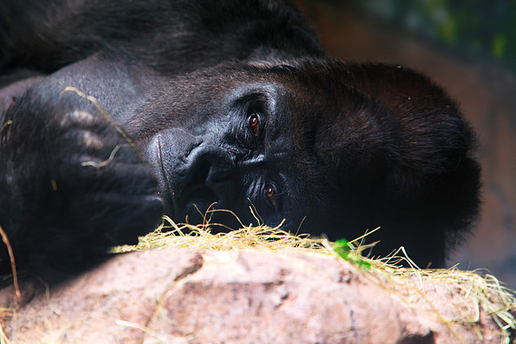 gorilla, primate, ape, zoo, Africa, poaching, vivisection, experiments, Bertazzoni, Nikon, details, eyes, hair, banana, portrait, nature, evolution,