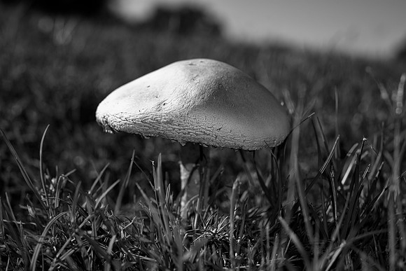 artistic, "black & white", branch, glow, mushrooms, tree, trunk, white mushrooms, details, yard, umbrella, Bertazzoni, Nikon, grass