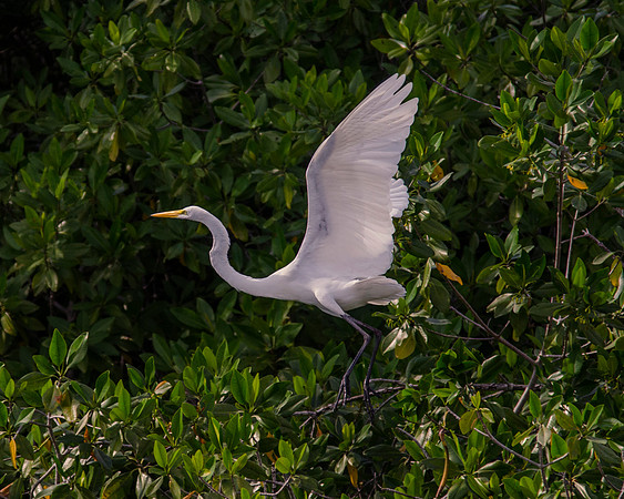 Bertazzoni, Jamaica, Nikon, artistic, beak, colors, feathers, fishing, flying heron, heron, legs, migration, nature, panning, pond, safari, safari, swamp, "white heron"