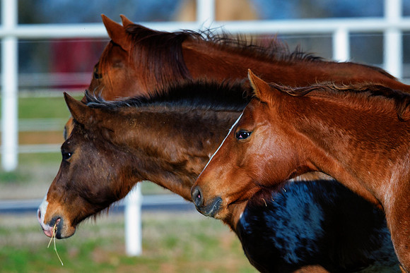 appaloosa, Bertazzoni, Indians, Nikon, Texas, apha, boys, bridles, burro, colors, "cow boys", donkey, "far west", halter, harness, herd, hoofs, horse, mustang, pack, paint, pioneers, portrait, "powerf
