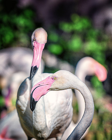 Flamingo