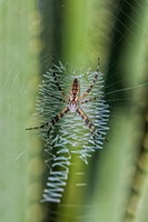 Bertazzoni, Nikon, Texas, "argiope aurantia", bite, colors, garden, hunting, insects, legs, phobia, poison, spider, web, "yellow spider"