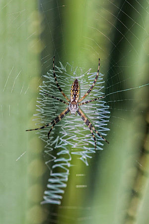 Bertazzoni, Nikon, Texas, "argiope aurantia", bite, colors, garden, hunting, insects, legs, phobia, poison, spider, web, "yellow spider"