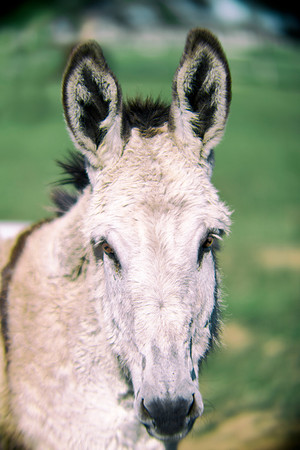 Nikon, Bertazzoni, donkey, mule, ears, cart, working, burro, coyotes, hoofs,