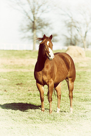 AQHA, horse, USA, Texas, equine, artistic, vintage, prairie, Nikon, Bertazzoni, grass, pasture, nature, freedom, riding, western,