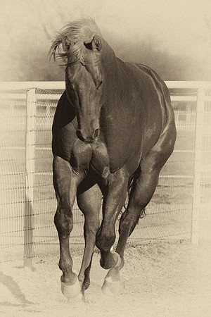 AQHA, Bertazzoni, Nikon, Texas, USA, artistic, equine, freedom, grass, horse, nature, pasture, prairie, riding, vintage, western, "black & white"