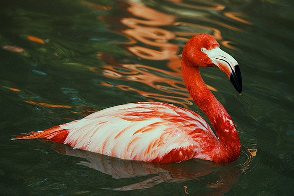 bird, details, flamingo, migration, peak, pink, pond, portrait, sea, swamp, colors, wings, feathers, details, structure, zoo, Nikon, Bertazzoni