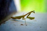 claws, eyes, garden, insect, macro, "praying mantis", predator
