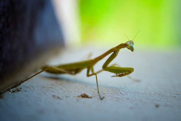 claws, eyes, garden, insect, macro, "praying mantis", predator