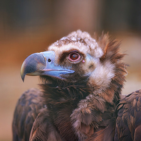 Africa, Botswana, Botswana, Friends, Kenya, Kenya, Namibia, South Africa, Tanzania, Tanzania, Zambia, Zimbabwe, artistic, beak, bertazzoni, black & white, claw, collar, death, nature, safari, savanna,