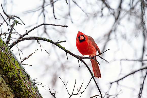 Bertazzoni, Nikon, "Northern Cardinal", Texas, beak, beak, bird, branches, colors, feathers, flying, home, legs, nature, nesting, red, seeds, tree, wings, yard