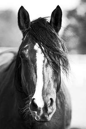 AQHA, Bertazzoni, Texas, artistic, "black & white", gambling, head, horse, "horse's portrait", nature, nikon, old, plaque, prairie, racing, speed