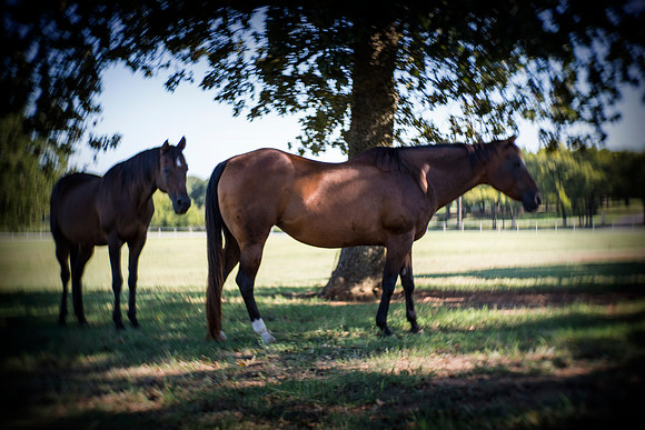 Horses