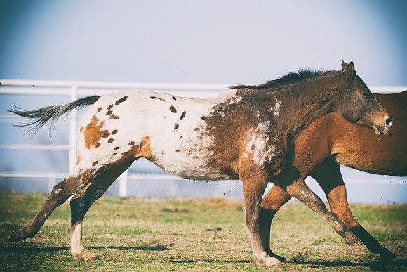 appaloosa, Bertazzoni, Indians, Nikon, Texas, apha, boys, bridles, burro, colors, "cow boys", donkey, "far west", halter, harness, herd, hoofs, horse, mustang, pack, paint, pioneers, portrait, "powerf