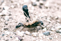 scorpion, Africa, Namibia, stinger, poison, venomous, sand, desert, rock, predator, claws, gravels, Nikon, Bertazzoni, tail