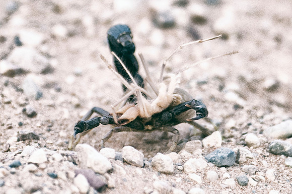 scorpion, Africa, Namibia, stinger, poison, venomous, sand, desert, rock, predator, claws, gravels, Nikon, Bertazzoni, tail