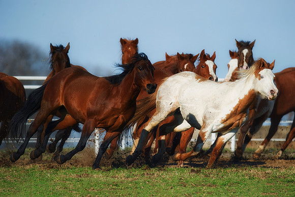 appaloosa, Bertazzoni, Indians, Nikon, Texas, apha, boys, bridles, burro, colors, "cow boys", donkey, "far west", halter, harness, herd, hoofs, horse, mustang, pack, paint, pioneers, portrait, "powerf