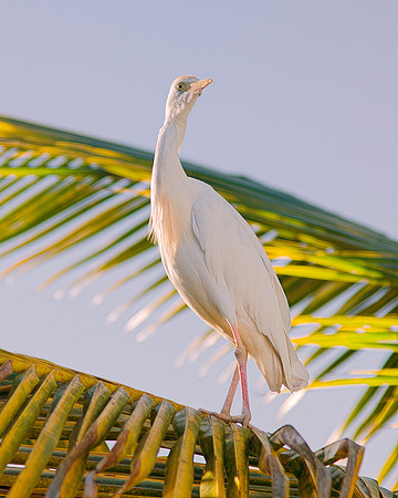 Texas, beaks, bertazzoni, cattle, "cattle egret", feathers, legs, migration, nature, pastures, ponds, swamps, white, wings, Nikon, Bertazzoni, "Whitr Egret"