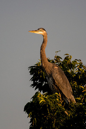 Bertazzoni, Nikon, Texas, bird, "black & white", feathers, fishing, "great Blue Heron", lake, migration, nature, park, peak, pond, swamp, "wading bird", wildlife, wings