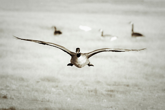 Bertazzoni, "Canadian Geese", Nikon, Texas, beak, colors, cooking, feathers, flying, food, geese, lakes, migration, nature, ponds, swamps, wings