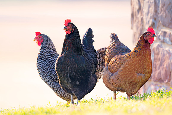 hens, Bertazzoni, Nikon, beak, bird, breakfast, chicken, colors, eggs, farm, feathers, food, hen, legs, nature, wings, yard