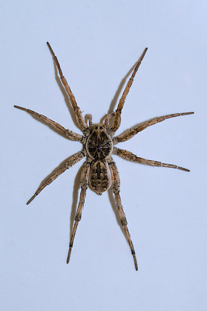 close-up, garden, home, insect, legs, spider, "spider of texas", webs, "wolf spider"