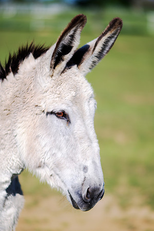 magic, horses, colors, fields, pastures, prairie, Nikon, Bertazzoni, hoofs, jumping, speed, "far west", mustang, AQHA, APHA, ApHC, donkey, ears