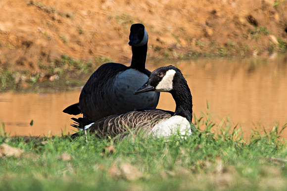 garden, migration, nature, pawn, water, "wild goose", wings, winter, beak, Bertazzoni, Nikon, park, colors, feathers, pond, lakes, food,