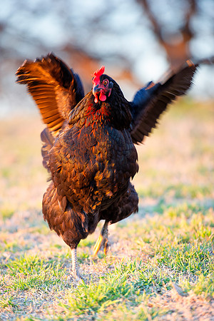 "hen's feathers", Bertazzoni, Nikon, beak, bird, breakfast, chicken, colors, eggs, farm, feathers, food, hen, hens, legs, nature, wings, yard, parade,