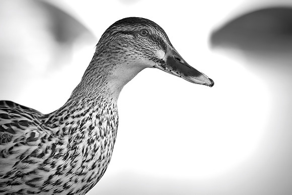 Bertazzoni, Nikon, beak, colors, duck, ducklings, eggs, feathers, flying, hunting, lake, nature, pond, season, swimming