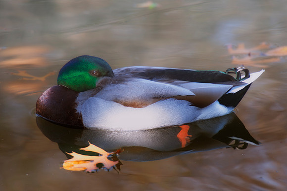 "common duck", duck, colors, feathers, wings, beak, legs, cooking, migration, Nikon, Bertazzoni, structure, texture, details, pond, swamp, yard, nature, zoo, farm, animals, bird