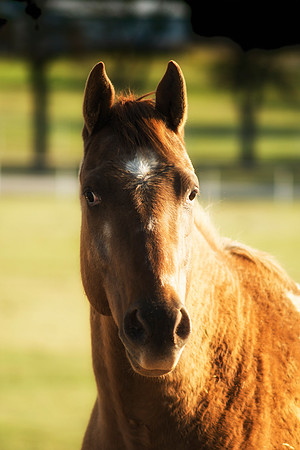 AQHA, Bertazzoni, Nikon, Texas, USA, artistic, equine, freedom, grass, horse, nature, pasture, prairie, riding, vintage, western