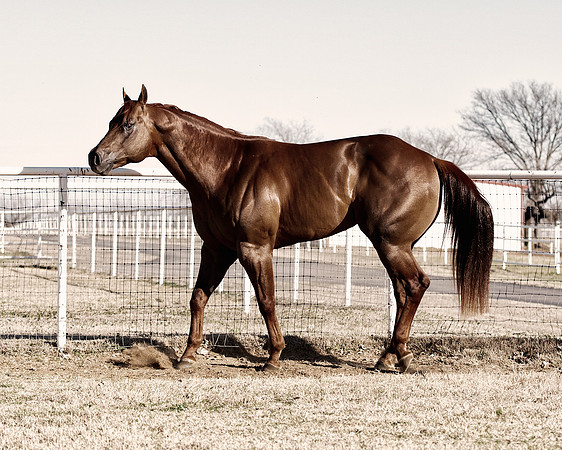 "powerful horse",Bertazzoni, Indians, Nikon, Texas, apha, boys, burro, colors, "cow boys", donkey, "far west", herd, horse, mustang, pack, paint, pioneers, portrait, prairie, riding, saddle, scenic, s
