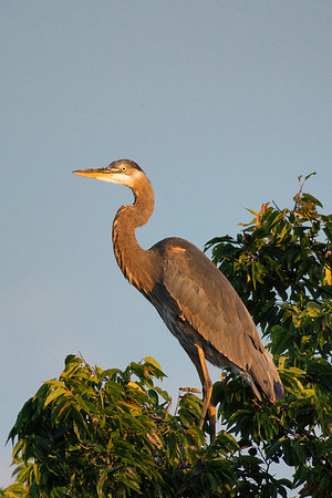 Bertazzoni, Nikon, Texas, bird, "black & white", feathers, fishing, "great Blue Heron", lake, migration, nature, park, peak, pond, swamp, "wading bird", wildlife, wings