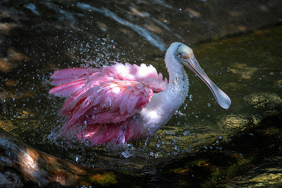 Spoonbill