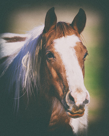 "powerful horse",Bertazzoni, Indians, Nikon, Texas, apha, boys, burro, colors, "cow boys", donkey, "far west", herd, horse, mustang, pack, paint, pioneers, portrait, prairie, riding, saddle, scenic, s