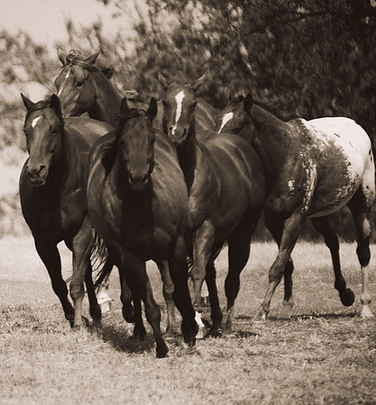 Bertazzoni, Nikon, "black & white", "far west", herd, horses, manes, nature, "old west", prairie, running free, scenic, speed, "wild horses"