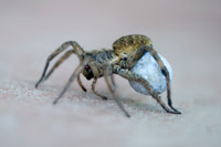 "close up", insect, legs, poison, spider, "spider of texas", venom, "wolf spider"