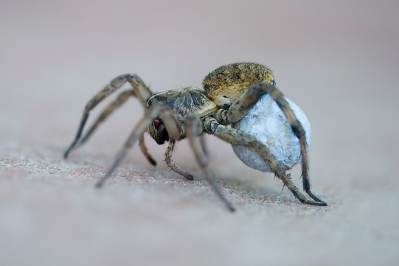 "close up", insect, legs, poison, spider, "spider of texas", venom, "wolf spider"