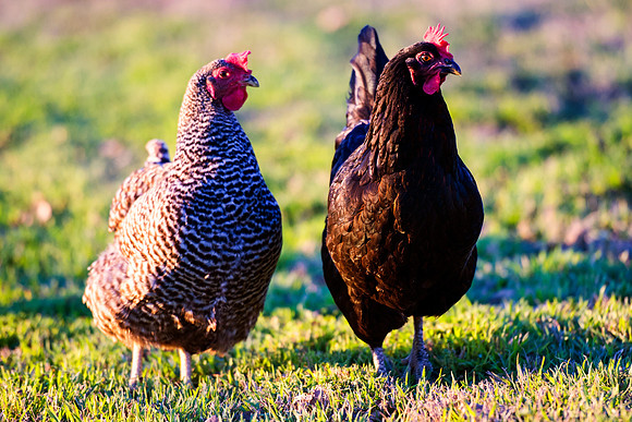 "hen's feathers", Bertazzoni, Nikon, beak, bird, breakfast, chicken, colors, eggs, farm, feathers, food, hen, hens, legs, nature, wings, yard, parade, hens,