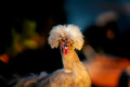 Chickens, Ducks, Geese & Goats Pt.4
