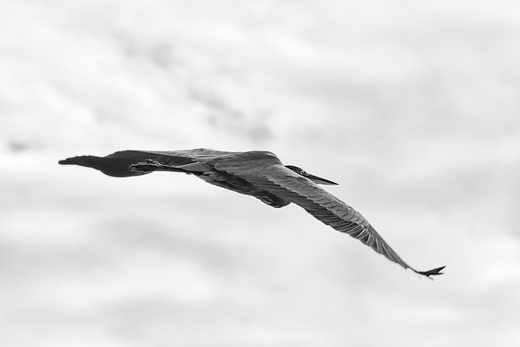 Bertazzoni, Nikon, Texas, bird, "black & white", feathers, fishing, "great Blue Heron", lake, migration, nature, park, peak, pond, swamp, "wading bird", wildlife, wings