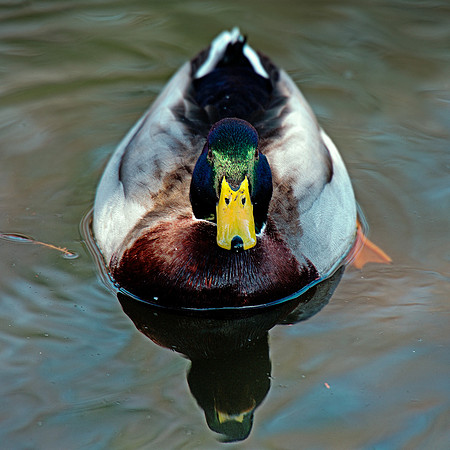 "common duck", duck, colors, feathers, wings, beak, legs, cooking, migration, Nikon, Bertazzoni, structure, texture, details, pond, swamp, yard, nature, zoo, farm, animals, bird