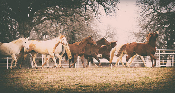 "old times", Leader, alpha, grass, horse, horse, horse, horses, leading, main, nature, paint, prairie, quarter, running, texas, wild