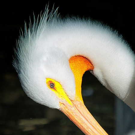 pelicans, sea, ocean, details, Bertazzoni, Nikon, beak, fish, fishing, waterfront, feathers, colors, nature, vacation, zoo, beach, boats,