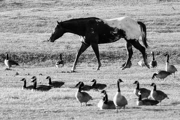 Bertazzoni, Texas, artistic, "black & white", head, horse, nature, nikon, old plaque, geese, pasture, praire