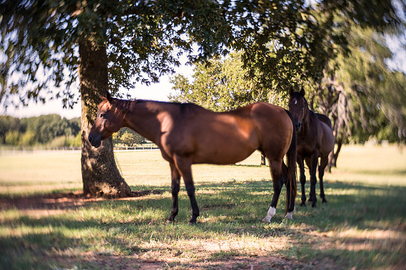 Bertazzoni, Indians, Nikon, Texas, apha, boys, bridles, burro, colors, "cow boys", donkey, "far west", halter, harness, herd, hoofs, horse, mustang, pack, paint, pioneers, portrait, "powerful horse",