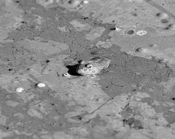 Bertazzoni, Nikon, amphibious, camouflage, color, details, eye, frog, green, macro, pond, swamp, swimming, "black & white"
