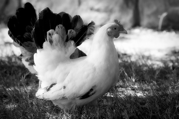 Bertazzoni, Nikon, "angry hen", beak, bird, breakfast, chicken, colors, eggs, farm, feathers, food, hen, "hen's portrait", hens, legs, "little hen", nature, wings, yard