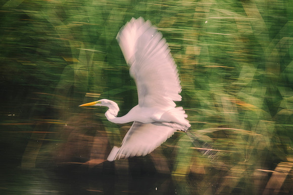 Bertazzoni, Jamaica, Nikon, artistic, beak, colors, feathers, fishing, "flying heron", heron, legs, migration, nature, panning, pond, safari, swamp, "white heron"